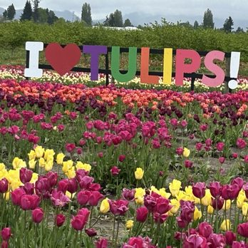 Tulip Valley Farms - Pick Your Own Farms Near Me - Mount Vernon, Washington Tulip Valley Farms - Pick Your Own Farms Near Me - Mount Vernon, Washington