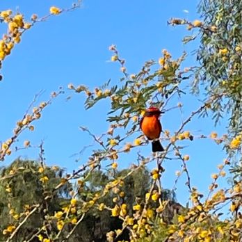 Buckskin Mountain State Park - Bird watching - Parks Near Me - Parker, Arizona Buckskin Mountain State Park - Bird watching - Parks Near Me - Parker, Arizona