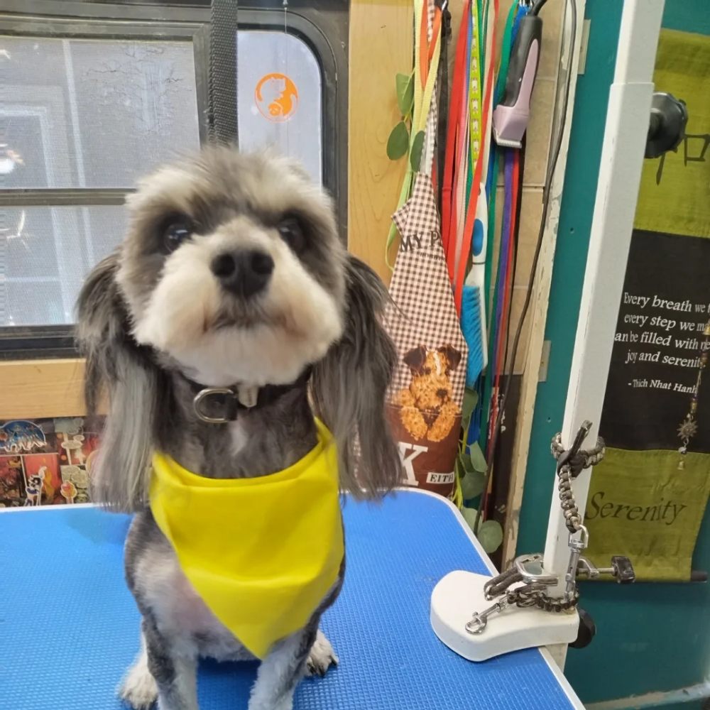 SERENITY PET GROOMING Updated August 2024 2923 Photos & 21 Reviews