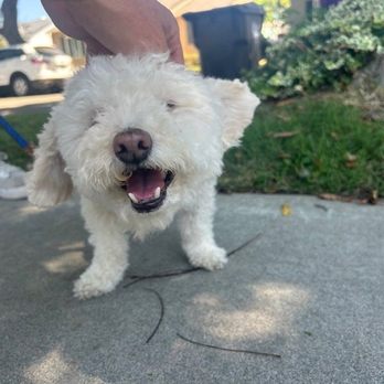 Pawsitive Pet Sitting & Dog Walking - Good ear scratches for Isaac. - Dog Walkers Near Me - Lakewood, California