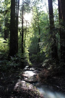 Montgomery Woods State Natural Reserve by null