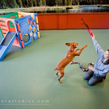 Ruffin'It Resort - This is the 'ruff life'!  a private play time for Kali in Yosemite Play Park with Master Pack Leader, Eva - Pet Sitting Near Me - Madison, Wisconsin