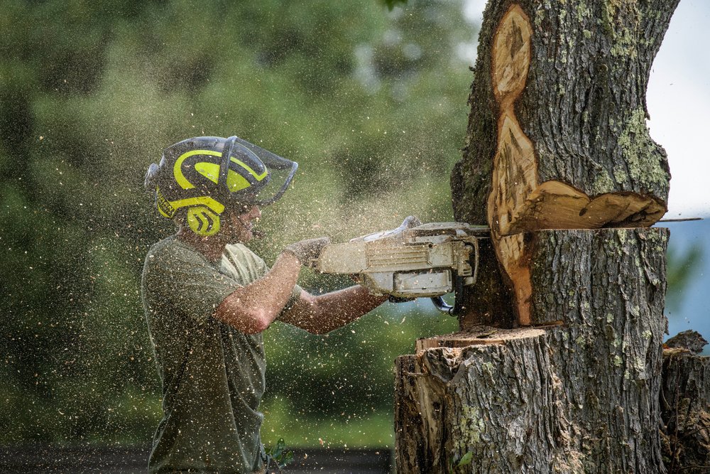 Acer Tree - tree service in Morristown, VT