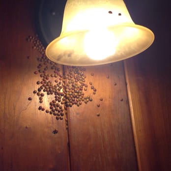 Gambrill State Park - Bugs are the main issue! Be prepared to sweep and I recommence peppermint oil around the doorways as a deterrent! - Parks Near Me - Frederick, Maryland