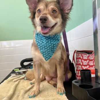 Belle's Boarding and Bath - Look at that happy Mama  #betteratBelles - Pet Groomers Near Me - Los Angeles, California