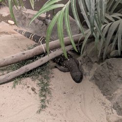 Belfast Zoo