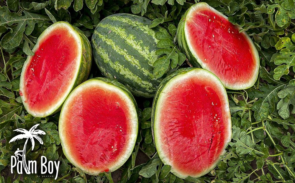 SEEDED PRODUCE Updated August 2024 555 W Gold Hill Rd, Nogales