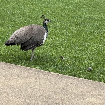 Blackbutt Reserve - Female peacock - Parks Near Me Blackbutt Reserve - Female peacock - Parks Near Me