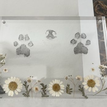 Paws Into Grace - Pet Hospice Near Me Paws Into Grace - Pet Hospice Near Me