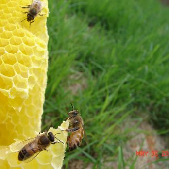 AA Bee Removal Experts - Pest Control Near Me - Red Oak, Texas AA Bee Removal Experts - Pest Control Near Me - Red Oak, Texas