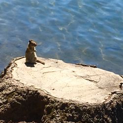 Lake Easton State Park - Cute squirrel hanging out on a stump at Lake Easton.