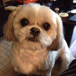 Just Fur Pets - Sweet one!