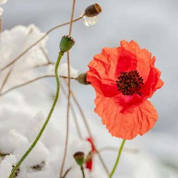 Windy Weather Florals - Florists Near Me Windy Weather Florals - Florists Near Me