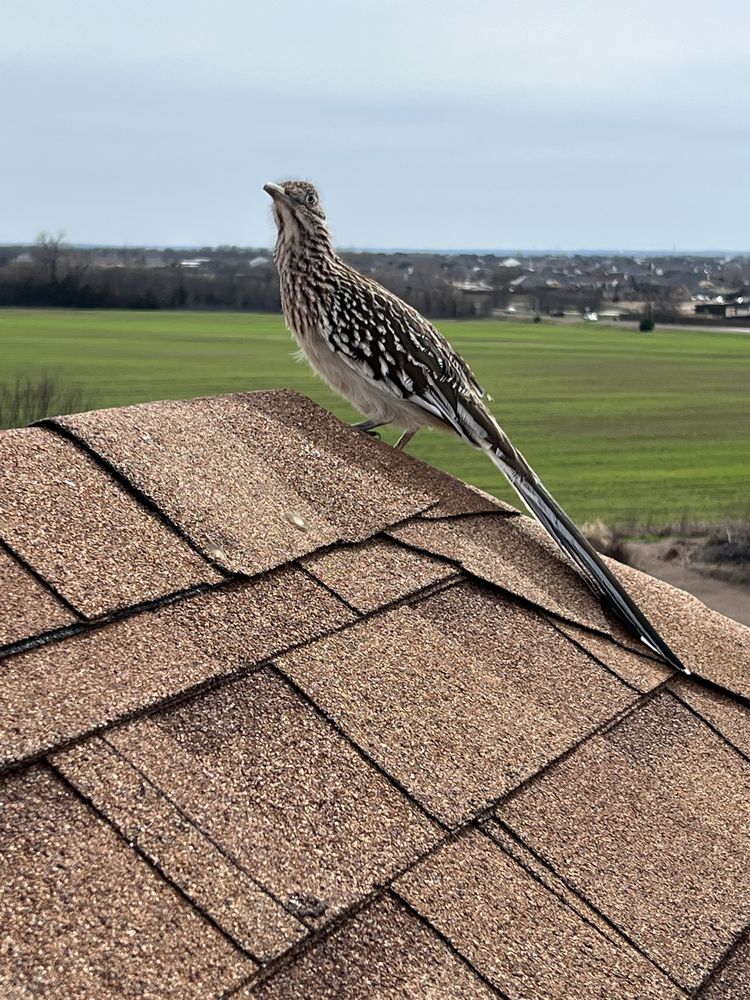 Slide of Mighty Dog Roofing