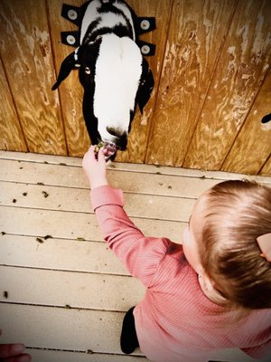 Photo of Rooster Cogburn Ostrich Ranch - Picacho, AZ, US. Feeding the Goats