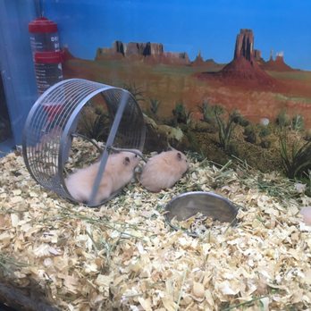 Wow Fish & Pets - How cute - Pet Groomers Near Me - Hesperia, California Wow Fish & Pets - How cute - Pet Groomers Near Me - Hesperia, California