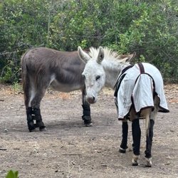 Barron Park Donkeys