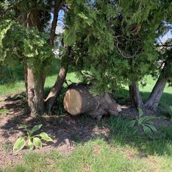 Sage Management Services - The stump left by my entrance lawn by JB Services for two months after they cut a death tree down until I called Rose Sage to complain.