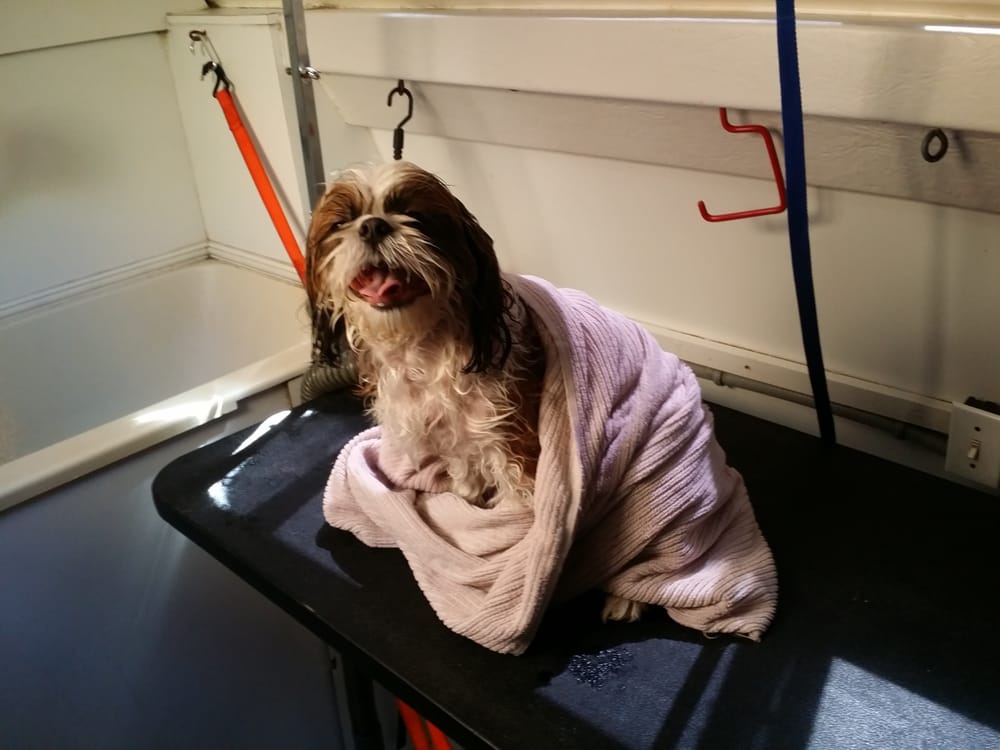 GROOMERS ON THE GO Updated July 2024 17 Photos & 28 Reviews San