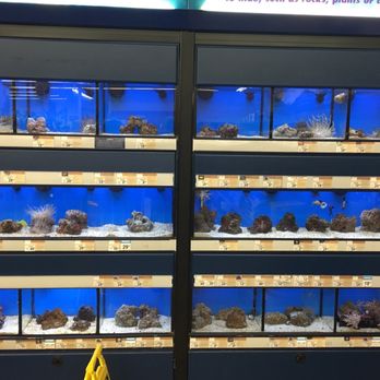 Petco - Salt water. Not familiar with these types of fish or aquarium maintenance. Don't have much maybe a shipment is coming soon. - Pet Training Near Me - Jacksonville, Florida Petco - Salt water. Not familiar with these types of fish or aquarium maintenance. Don't have much maybe a shipment is coming soon. - Pet Training Near Me - Jacksonville, Florida