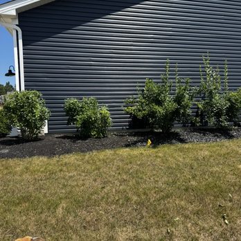 Green Impressions Landscaping - This is when they just trimmed the first 2 Forsythias - Landscaping Near Me - Sheffield Lake, Ohio Green Impressions Landscaping - This is when they just trimmed the first 2 Forsythias - Landscaping Near Me - Sheffield Lake, Ohio