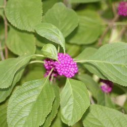Punta Gorda Nature Park - Beuty berry