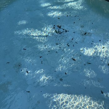 Pool Troopers - Dirty pool, stay away from Pool Troopers - Pool Cleaners Near Me - Fort Myers, Florida