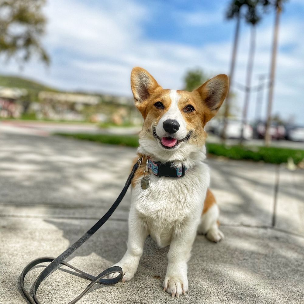 PEAK PERFORMANCE DOG TRAINING Updated September 2024 39 Photos & 27