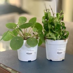 Blvd Nursery - A couple small easy care plants