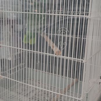 Big Fish Little Fish - A parrot in a cage much too small. Shit all over the place and zero toys of any kind. I've never seen an animal in such conditions. - Pet Stores Near Me - Somerville, Massachusetts Big Fish Little Fish - A parrot in a cage much too small. Shit all over the place and zero toys of any kind. I've never seen an animal in such conditions. - Pet Stores Near Me - Somerville, Massachusetts