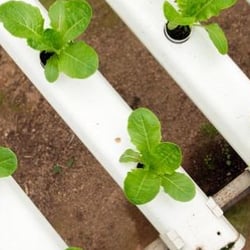 Central Valley Hydroponics