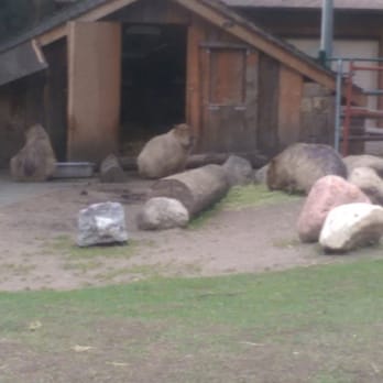 Edmonton Valley Zoo - Capybaras - Zoos Near Me - Edmonton, Alberta