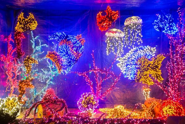 Garden d’Lights by null