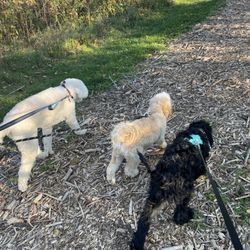 Well Bred - Labradoodle, Cockapoo, Cobberdog with collars and leads and harness from Well Bred