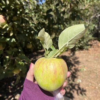 Riley's Farm - Glen seedless- tastes great! - Fruits & Veggies Near Me - Oak Glen, California