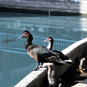 Ocean Palace - Goose - Dim Sum Near Me - Houston, Texas