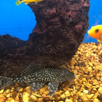 Petco - Hi - Pet Stores Near Me - Burke, Virginia