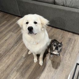 Dogs Dogs