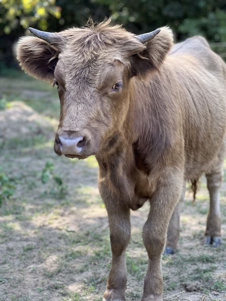 OPEN RIDGES FARM Updated September 2024 Selmer, Tennessee Farms
