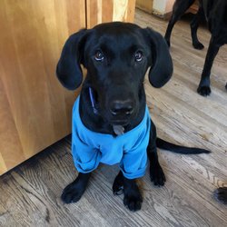 Eldorado Animal Clinic - Harpo after his Umbilical hernia Surgery by Dr Anderson. Harpo didn't even need a cone!