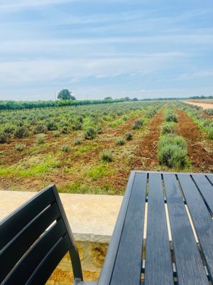 Becker Vineyards by null