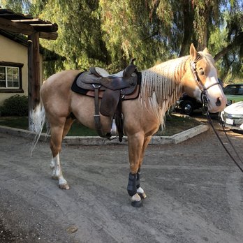 Tucalota Creek Ranch - Sparky, all regal and beautiful! - Beer, Wine & Spirits Near Me - Temecula, California Tucalota Creek Ranch - Sparky, all regal and beautiful! - Beer, Wine & Spirits Near Me - Temecula, California