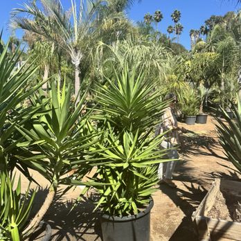 Hanyak Palms - Nurseries & Gardening Near Me - Vista, California Hanyak Palms - Nurseries & Gardening Near Me - Vista, California