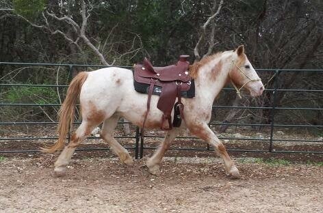 OmegAlpha Horsemanship - equestrian in Austin, TX