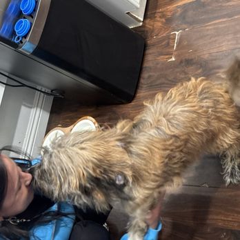 Comfy Home - Gadget making a new friend. They took great care of him. - Pet Boarding Near Me Comfy Home - Gadget making a new friend. They took great care of him. - Pet Boarding Near Me