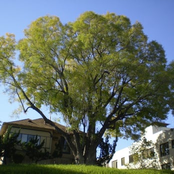 Advanced Tree Care - Tree Services Near Me Advanced Tree Care - Tree Services Near Me