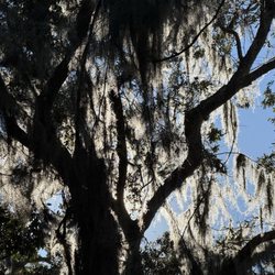Fort Mose Historic State Park - Spanish moss