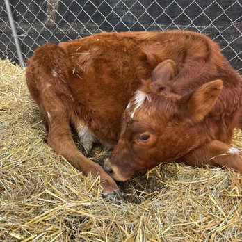 Torrance Pumpkin Patch - Red calf - Pumpkin Patches Near Me - Torrance, California Torrance Pumpkin Patch - Red calf - Pumpkin Patches Near Me - Torrance, California
