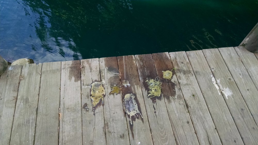 TIMBERLAKE APARTMENTS Updated September 2024 901 Fulton Ave