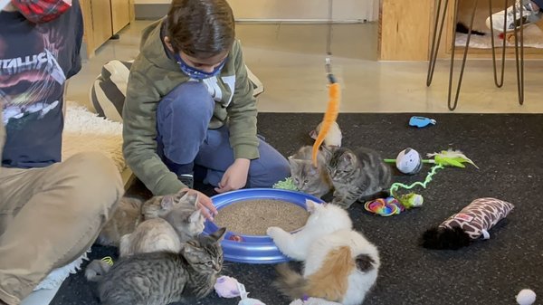 NEKO Cat Cafe Seattle by null